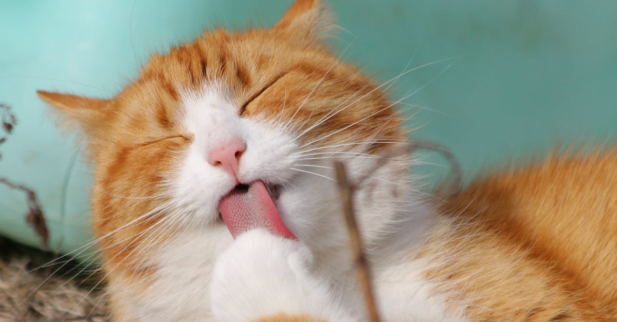 Close-up of a ginger tabby cat grooming itself outdoors in soft sunlight.